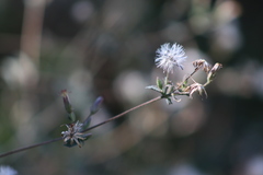 Brickellia paniculata