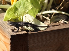 Sceloporus occidentalis