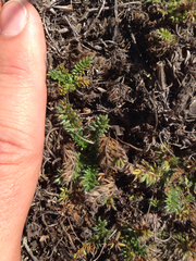 Acaena pinnatifida californica