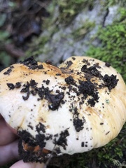 Cortinarius perplexus