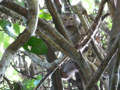 Macaca