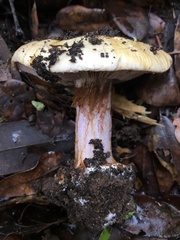Cortinarius perplexus