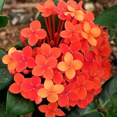 Ixora chinensis