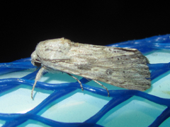 Spodoptera albula