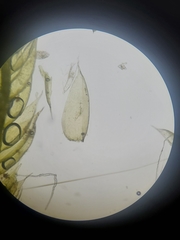 Isopterygiopsis muelleriana