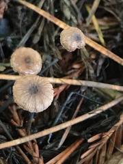 Paragymnopus sequoiae