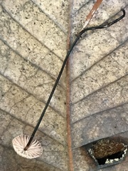 Paragymnopus sequoiae