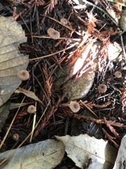 Paragymnopus sequoiae