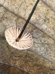 Paragymnopus sequoiae