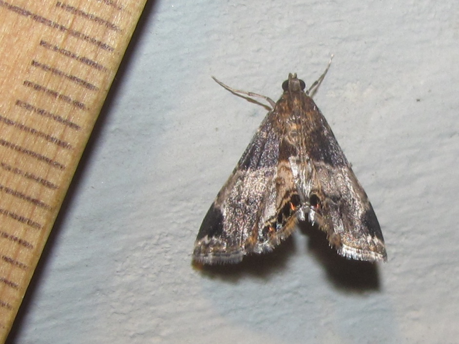 Usingeriessa onyxalis