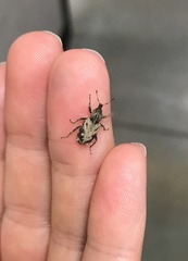 Listroderes difficilis