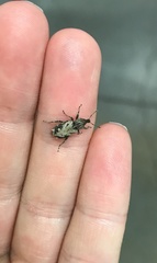 Listroderes difficilis