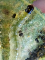 Haritalodes derogata