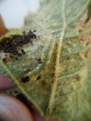 Haritalodes derogata