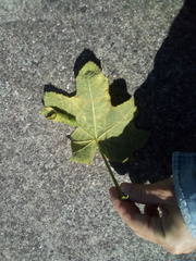 Haritalodes derogata