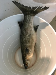 Freshwater Mullet photo 2