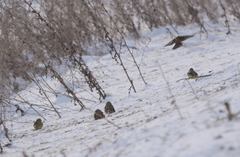 Emberiza citrinella × leucocephalos