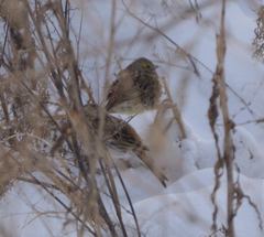 Emberiza citrinella × leucocephalos