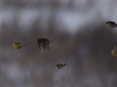 Emberiza citrinella × leucocephalos