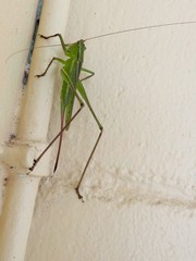 Ectopistidectes daptes