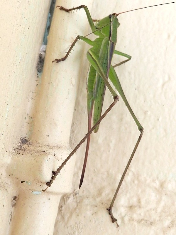 Ectopistidectes daptes