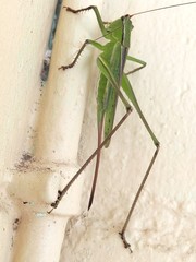 Ectopistidectes daptes