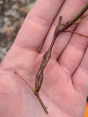 Neolasioptera nodulosa