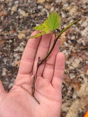 Neolasioptera nodulosa