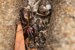 Nucastia supunnoides