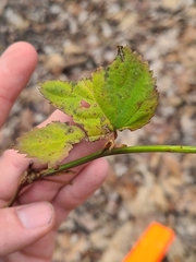 Neolasioptera nodulosa