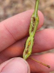 Neolasioptera nodulosa