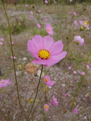 Cosmos bipinnatus