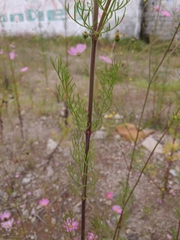 Cosmos bipinnatus