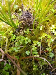 Hydrocotyle sulcata