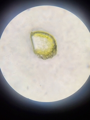 Isopterygiopsis muelleriana