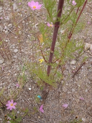 Cosmos bipinnatus