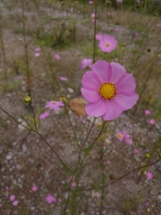 Cosmos bipinnatus