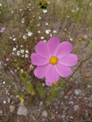 Cosmos bipinnatus
