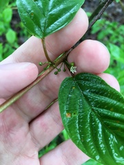 Puccinia coronata