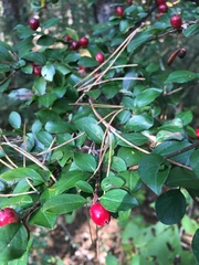Cotoneaster divaricatus