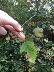 Crataegus pruinosa