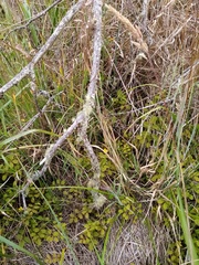 Argentina anserinoides