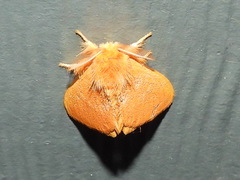 Euproctis crocea
