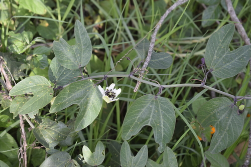 Passiflora indecora image