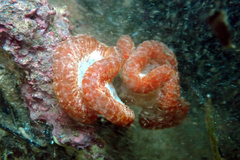 Sycozoa cerebriformis