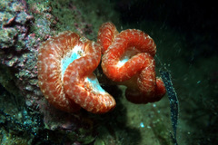 Sycozoa cerebriformis