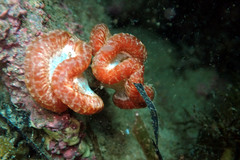 Sycozoa cerebriformis