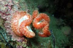 Sycozoa cerebriformis