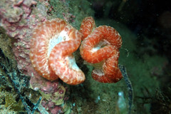 Sycozoa cerebriformis