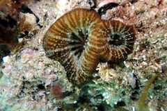 Homophyllia australis